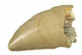 Serrated Tyrannosaur Tooth - Judith River Formation #277192-1